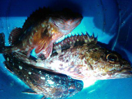 赤い彗星のシャー　